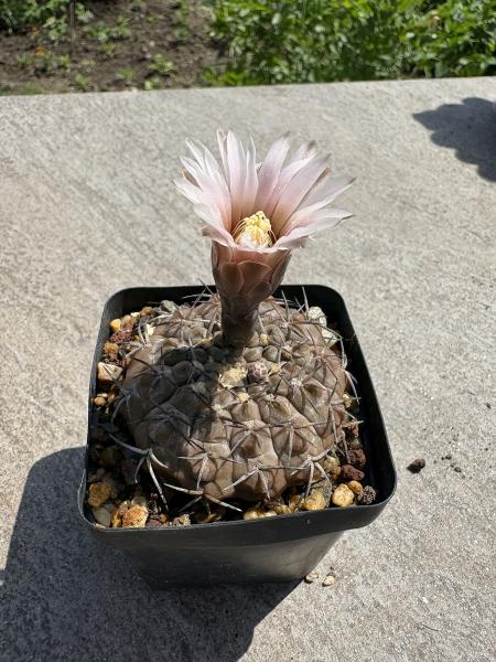Gymnocalycium ochoterenae